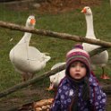 Geese and child, Berlin